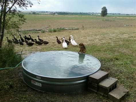 Galvanized Stock Tank Turned Into A Simple Diy Pool Eco Snippets