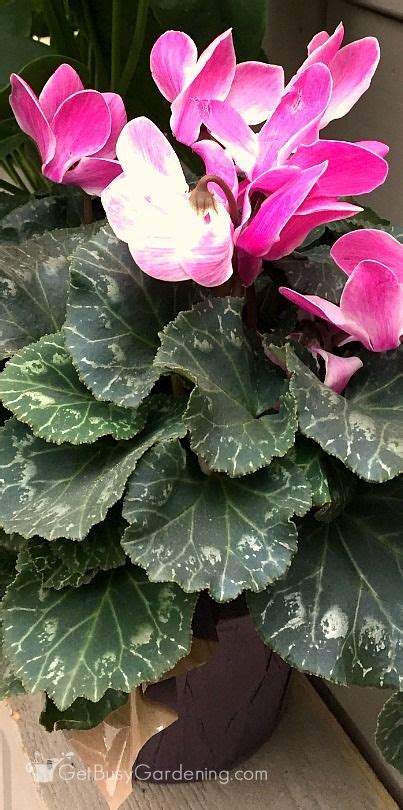 Cyclamen Plant Care Guide How To Care And Look After Cyclamen Plant