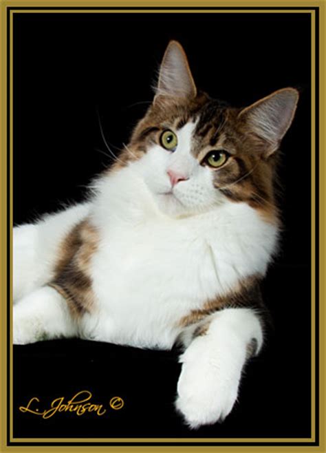 Whenever you see maine coon kittens for sale, make a few basic checks before you spend any time visiting. Tropikoons Maine Coon Cats - A registered cattery. Breeder ...