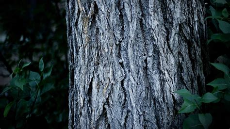 Tree Trunk Wallpapers Top Free Tree Trunk Backgrounds Wallpaperaccess