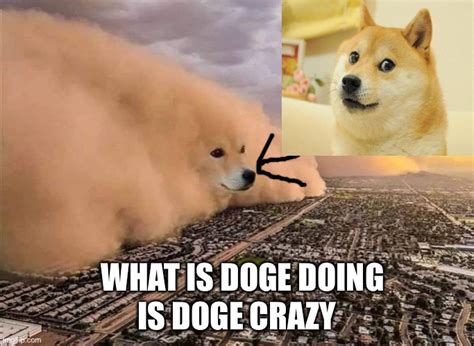 Why Is Doge Taking Over The City Imgflip