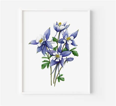 Blue Columbine Watercolor Art Print Columbine Flower Art Etsy