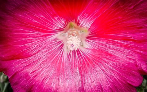 Red Flowers Hardy Hibiscus Plants Big Flowers Bushes Annuals Macro