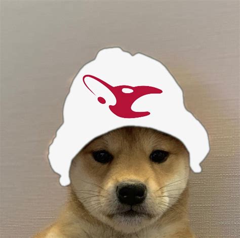 Mousesports Dogwifhat Dogwifhat Know Your Meme