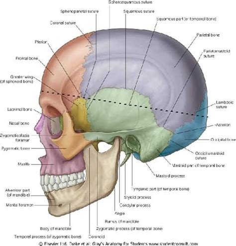 Occipital Bone Anatomy And Kinesiology Pinterest Dental