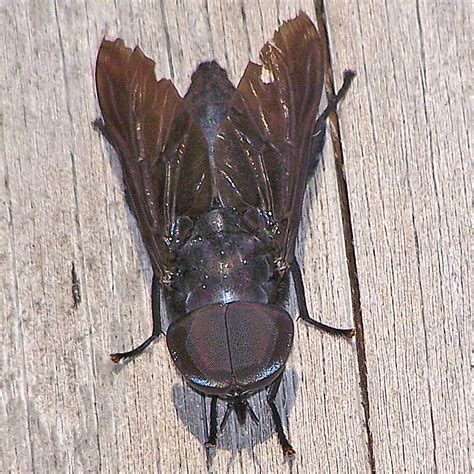 Bug Othe Week Black Horse Fly Riveredge Nature Center