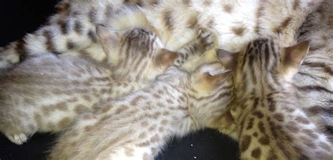 Bengal Cats Nz Bengal Kittens For Sale Auckland Bengal Cat Breeders