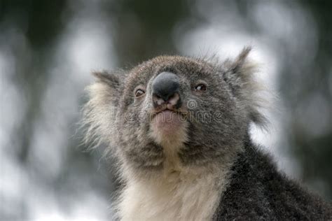 This Is A Close Up Of A Koala Stock Image Image Of Koala Bear 244097859