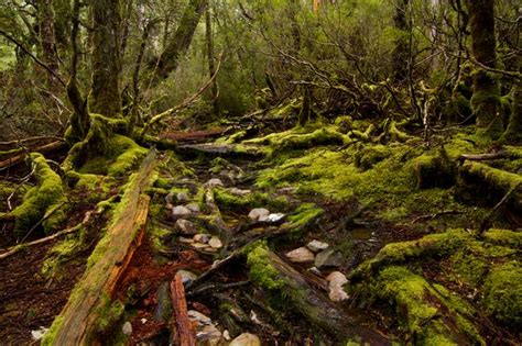 New Zealand South Island Beech Forest