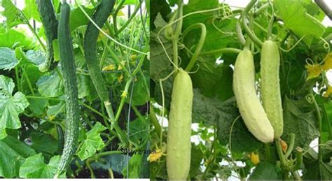 Oriental Asian Long Tender Cucumber Seeds White Green Japanese