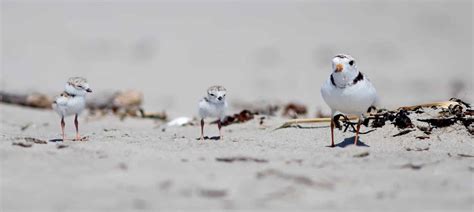 The New Age Of The Piping Plover Record Numbers Nesting On Maine