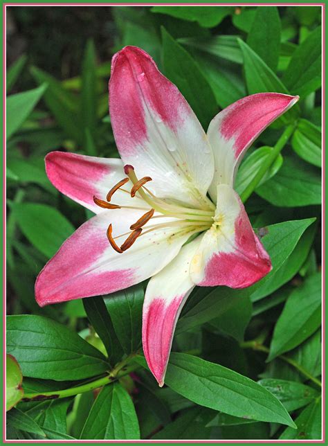 Lovely Lily Photographed At Friendship Village In Kalamazo Flickr