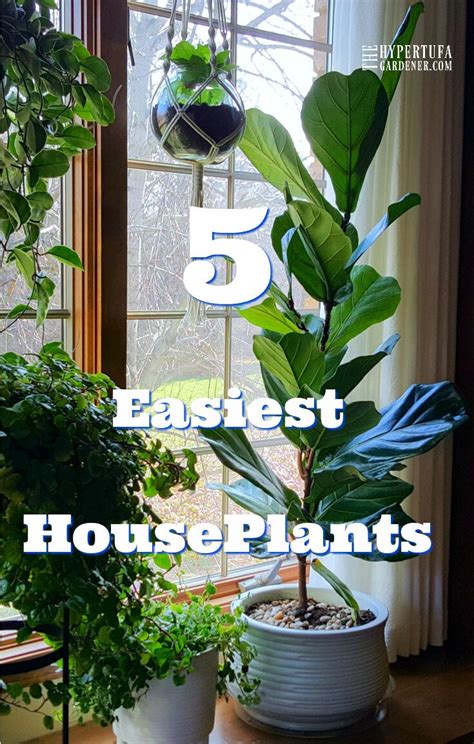 5 Easiest Houseplants To Grow The Hypertufa Gardener