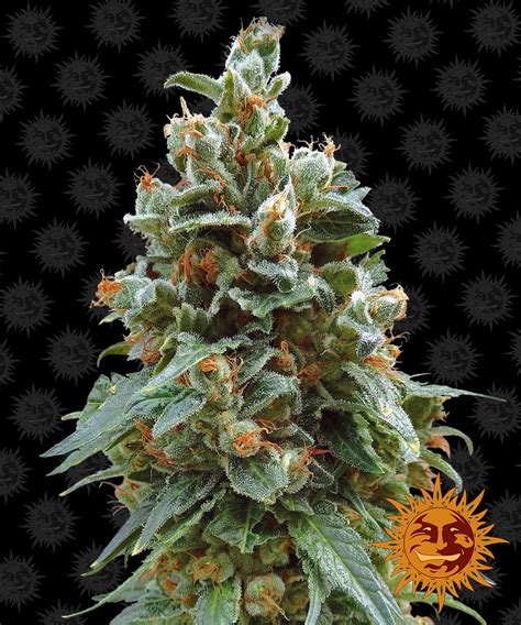 Vanilla Kush Strain Info Vanilla Kush Weed By Barneys Farm Growdiaries