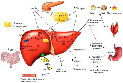 Ijms Free Full Text Pathophysiology Of Non Alcoholic Fatty Liver