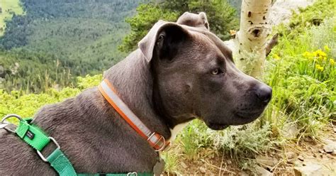 Other exotic mammals and birds of prey. Pet insurance review: Sydney the Pit Bull