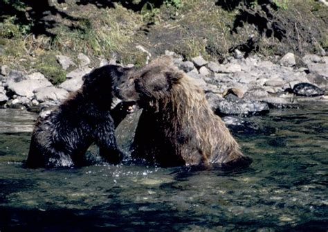 Watch Bears Do Their Bear Thing In The Wild You Can Only Get There By