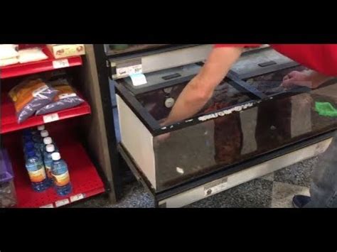 Hermit crabs are social, and enthusiasts recommend having more than one crab in a tank. Getting My New Hermit Crabs at Petco! - YouTube