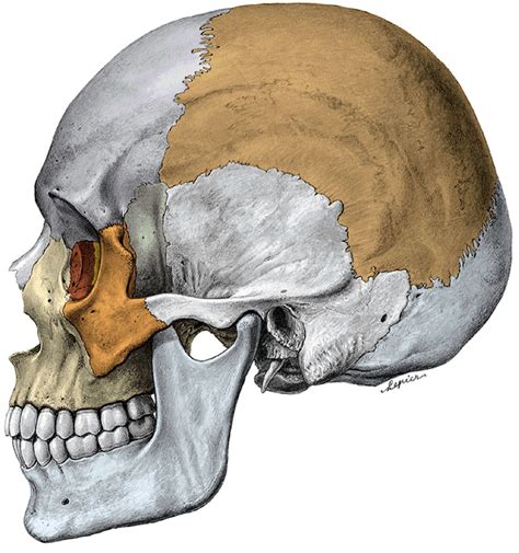 Odontología Para Principiantes Anatomía Tema 2 Huesos Del Cráneo