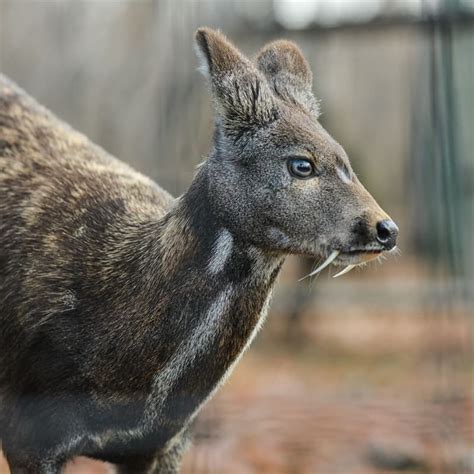 Unusual Deer With Fangs 7 Things You Didnt Unusual Deer With