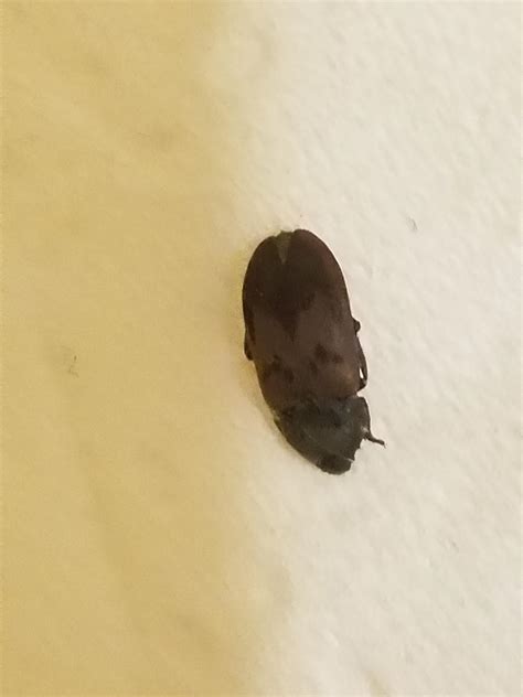 Is This A Bedbug Whatsthisbug