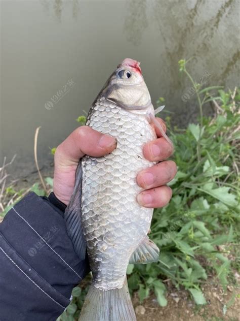 鲫鱼是一种比较典型的淡水鱼，食性很杂，适应力也比较强，可在一 钓鱼之家