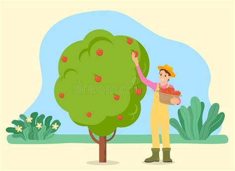 Farmer Picking Apples From The Tree Vector Illustration Man And Woman