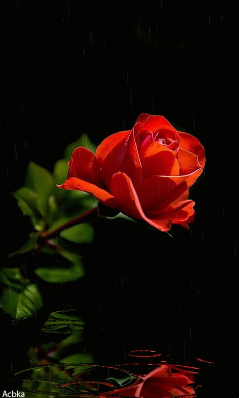 Red Rose Gifs Red Rose I Love You Water Reflection Gifs My Xxx