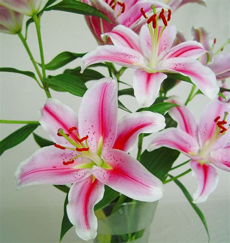 Si observamos, por ejemplo, una flor de azucena, vemos que aparentemente carece de cáliz y que presenta seis pétalos grandes. Flores de Lilium oriental rosa | El Lilium y su comercio ...