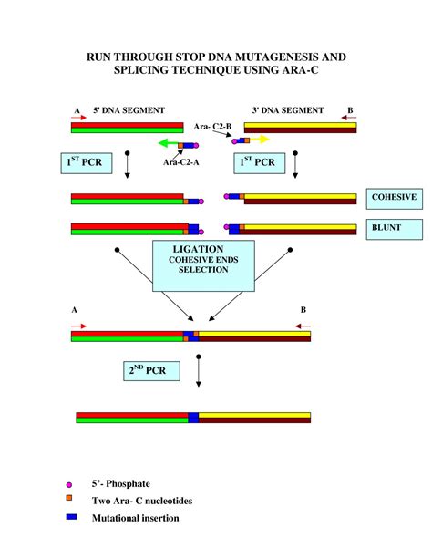 Amplified fragment length polymorphism (aflp) pcr 2. Description of a PCR-based technique for DNA splicing and ...