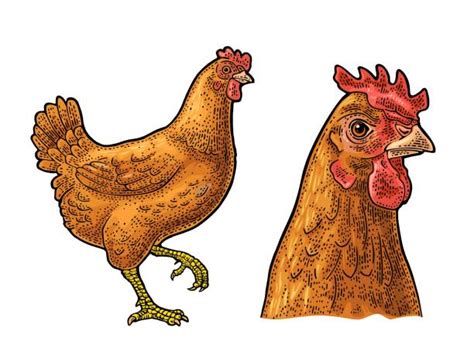 Chicken Head Drawings Illustrations Royalty Free Vector Graphics And Clip Art Istock