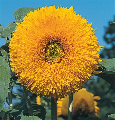 Kepala bunga matahari + jahe. Jual Sunflower / Bunga Matahari Giant Sungold - Benih ...