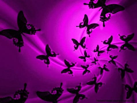 Purple Butterfly Screensavers Free Best Hd Wallpapers