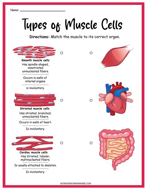 Muscular System Activity Set In 2021 Muscular System Muscular System