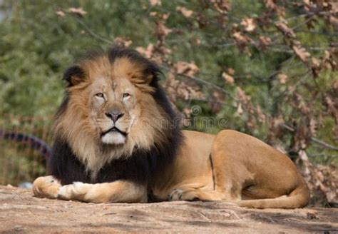 A Large Lion Laying On Top Of A Dirt Ground Next To Some Bushes And Trees