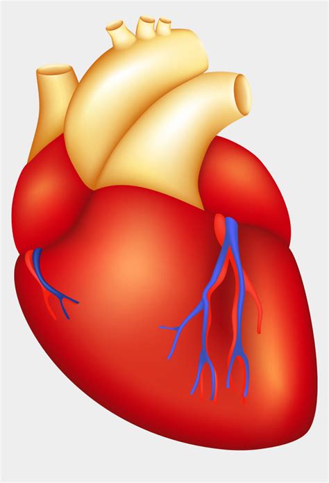 Cartoon Human Heart Part Of Body Heart Cliparts And Cartoons Jingfm