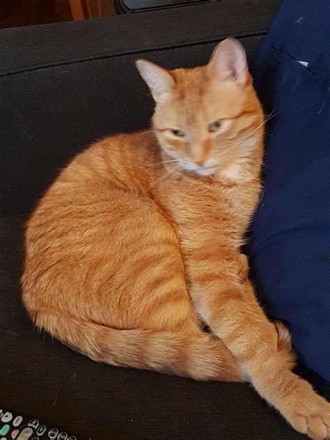 Peanut Lost Male Cat Orange Tabby Shorthair London
