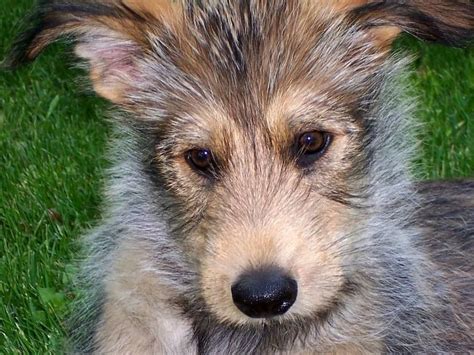 Berger picards want to live indoors with their families where they enjoy being the center of attention. Pin von Barbara rathmanner auf Berger picard puppies