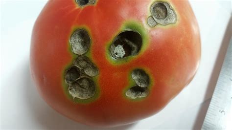 Tomato Problems Plantdoc