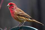 Pictures of Looks Like A House Finch