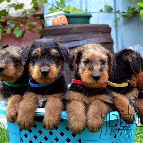 14 Versatile Facts About The Airedale Terrier Petpress Airedale