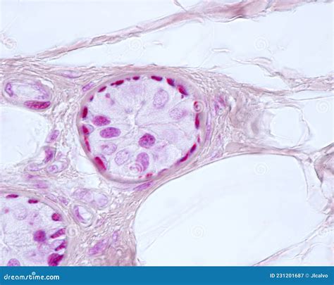 Eccrine Sweat Gland Myoepithelial Cells Stock Image Image Of