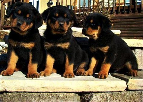 GORGEOUS AKC GERMAN ROTTWEILER PUPPIES. MALES & FEMALES AVAILABLE!!!. for Sale in Springfield