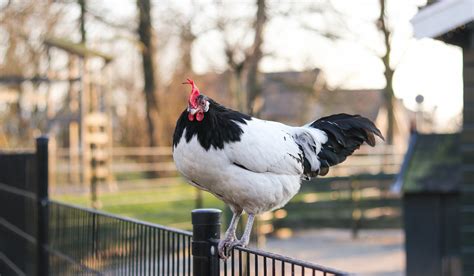 11 beautiful black and white chicken breeds farmhouse guide