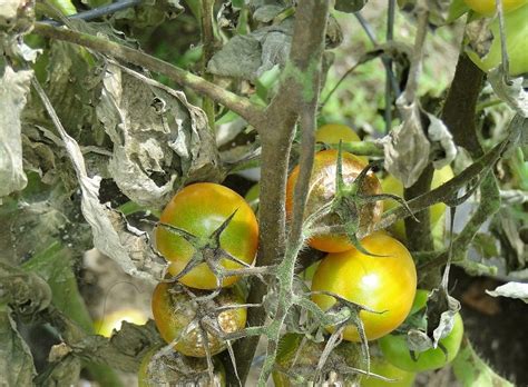 Tomato diseases, garden fungi and certain environmental conditions can quickly cripple your plants. Tomato diseases | Cropaia