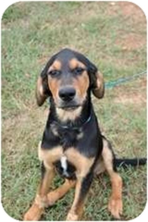 Your squeezable black and tan coonhounds have arrived! Enoch-in GA | Adopted Puppy | Lebanon, ME | Labrador Retriever/Black and Tan Coonhound Mix