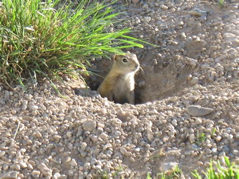 Wyoming Ground Squirrel In Hole Flickr Photo Sharing