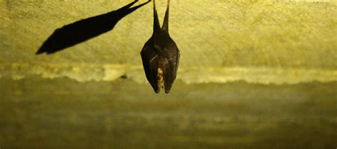 Maybe you would like to learn more about one of these? I Have Bats in My Attic: What Should I Do? | ABC Blog
