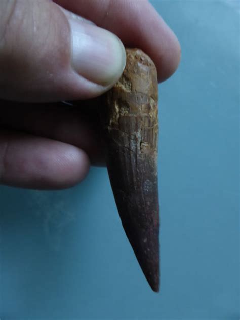 Very Large Perfect Spinosaur Tooth Spinosaurus Catawiki