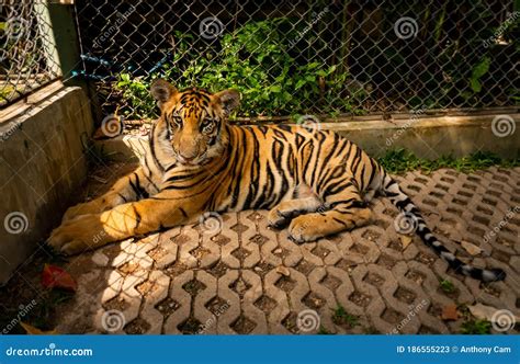 Tiger In Captivity Caged Laying On Ground In Thailand Stock Image
